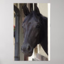 Suche nach friesian horse poster Pferde
