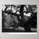 Suche nach eichenbaum poster Kalifornien