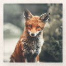 Suche nach wilder hund untersetzer Fuchs