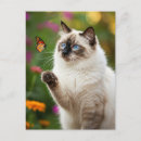 Suche nach katze mit blauen augen postkarten Kätzchen