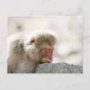 Suche nach tierkopf postkarten Japan