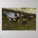 Suche nach niedliche küken poster Vogelvogel