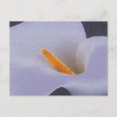 Suche nach sammelbar postkarten Blume