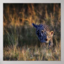Suche nach pardus poster Afrika