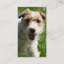 Suche nach jack russell visitenkarten Jackrussell terrier
