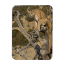 Suche nach lebensraum magnete Große katze