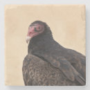 Suche nach geier untersetzer Vogelvogel