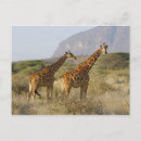 Suche nach retikulierte giraffe Afrika