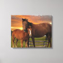 Suche nach pony leinwandbilder Tiere