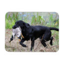 Suche nach entenjagd magnete Labrador
