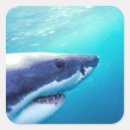 Suche nach hai aufkleber Meeresleben