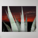 Suche nach südwesten poster Wüste