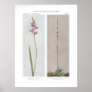 Suche nach multiregion poster Pflanze