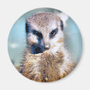 Suche nach meerkats magnete Mekka