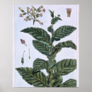 Suche nach plant poster Botanical