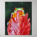 Suche nach rote augen poster Regenwald