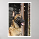 Suche nach polizeihund poster Wachhund