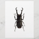 Suche nach insekten flyer Natur