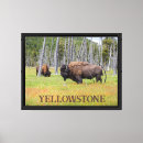 Suche nach amerikanischer bison leinwandbilder Natur