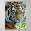 Suche nach sibirischer tiger poster Wildkatze