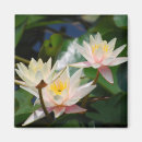 Suche nach lotus magnete Wasserlilie