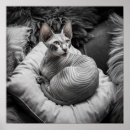 Suche nach sphynx katze poster Kätzchen