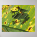 Suche nach zentralamerika poster Tier