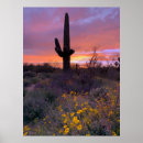 Suche nach saguaro cactus poster Fotografie