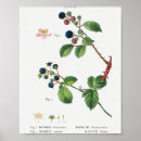 Suche nach blackberry blackberry poster Antike