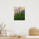 Suche nach schwertlilie poster Botanisch
