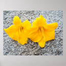 Suche nach gelbe blüte poster Für sie/ihn