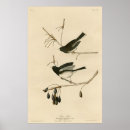 Suche nach audubon vögel poster Vintag