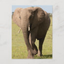 Suche nach loxodonta postkarten Afrika
