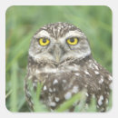 Suche nach athene aufkleber Eule
