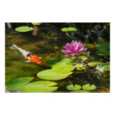 Suche nach koi fische poster Natur