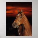 Suche nach araber poster Sonnenuntergang