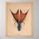 Suche nach blauer ozean poster Oktopus