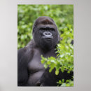 Suche nach silverback poster Tierwelt
