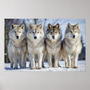 Suche nach wolfposter Tierwelt