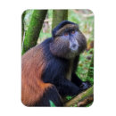 Suche nach ruanda magnete Tier