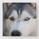 Suche nach malamute wanduhren Siberischer husky