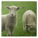 Suche nach lämmer fliesen Bauernhof