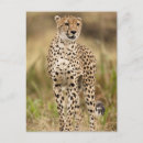Suche nach acinonyx jubatus postkarten Wildkatze
