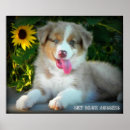 Suche nach australian shepherd poster Hirte