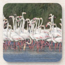 Suche nach watender vogel Wild lebende tiere