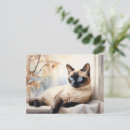 Suche nach siamesische katze postkarten Kätzchen