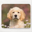 Suche nach golden retriever welpe mousepads Hund