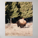 Suche nach bison poster Säugetier