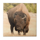 Suche nach fokus fliesen Vertikal