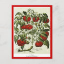Suche nach tomate postkarten Pflanze